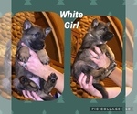 Small Photo #1 German Shepherd Dog Puppy For Sale in RUDY, AR, USA