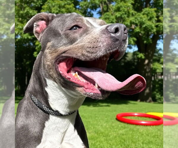Medium Photo #9 American Pit Bull Terrier Puppy For Sale in Glen Allen, VA, USA