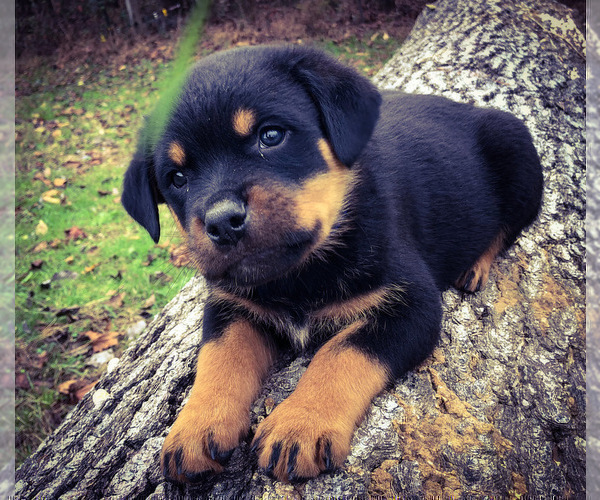 Medium Photo #6 Rottweiler Puppy For Sale in VONORE, TN, USA