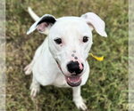 Small Photo #6 Pointer-Unknown Mix Puppy For Sale in Houston, TX, USA