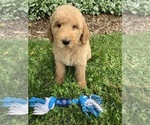 Small Photo #3 Goldendoodle-Poodle (Miniature) Mix Puppy For Sale in RICHMOND, IL, USA