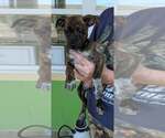 Small Photo #4 Labrador Retriever-Unknown Mix Puppy For Sale in SHERBURNE, NY, USA