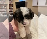Small Photo #6 Shorkie Tzu Puppy For Sale in CHATTAROY, WA, USA