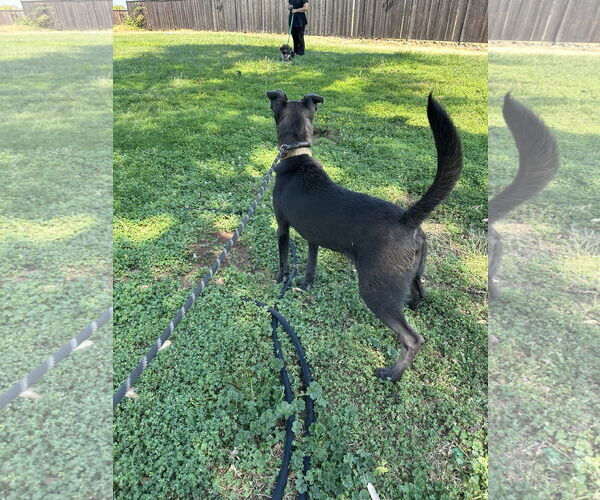Medium Photo #5 Chesapeake Bay Retriever-Unknown Mix Puppy For Sale in Chico, CA, USA