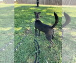 Small #4 Chesapeake Bay Retriever Mix