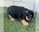 Small Photo #9 English Bulldog Puppy For Sale in CHARLOTTE, NC, USA
