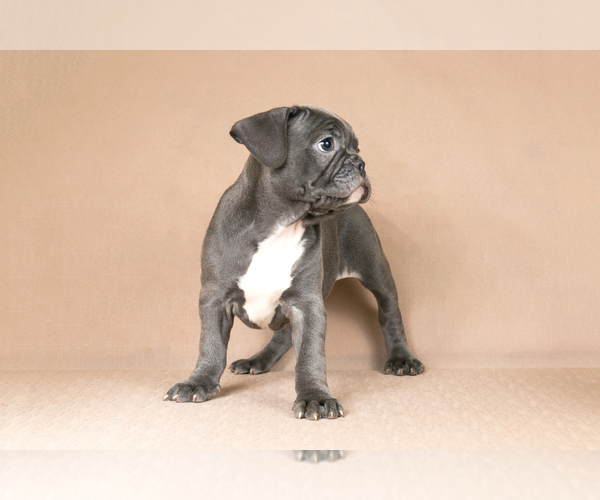 Medium Photo #4 French Bulldog Puppy For Sale in BITTER LAKE, WA, USA