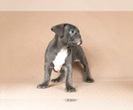 Small Photo #4 French Bulldog Puppy For Sale in BITTER LAKE, WA, USA