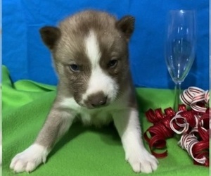 Siberian Husky Puppy for sale in DEARBORN, MO, USA