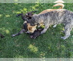 Small #8 Boxer-Pointer Mix