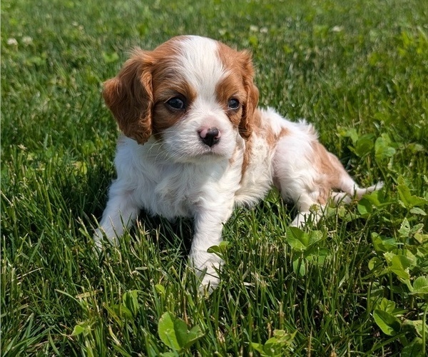Medium Photo #11 Cavalier King Charles Spaniel Puppy For Sale in GOSHEN, IN, USA