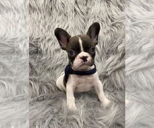 French Bulldog Puppy for sale in CHARLESTON, SC, USA