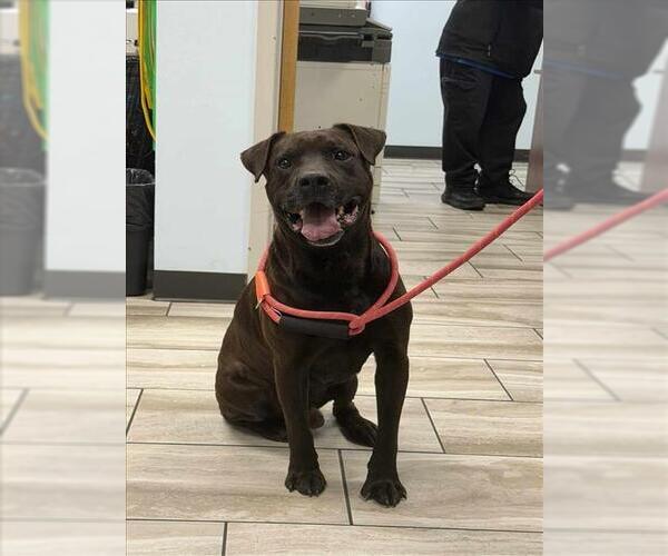 Medium Photo #1 Bulldog Puppy For Sale in Mobile, AL, USA