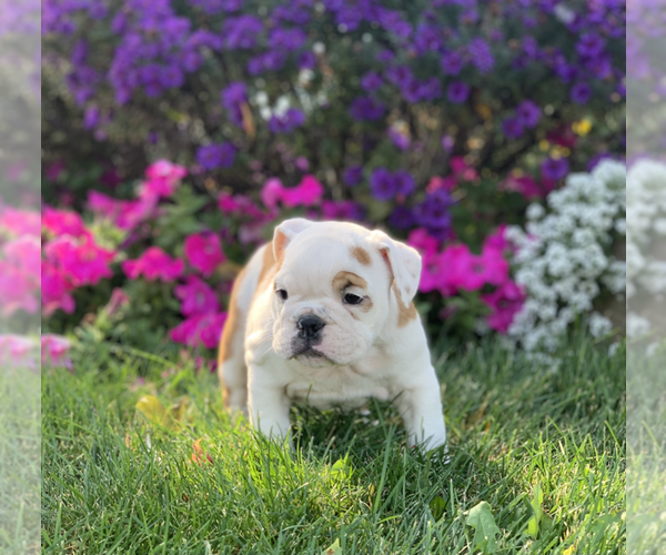Medium Photo #10 English Bulldog Puppy For Sale in NAPPANEE, IN, USA