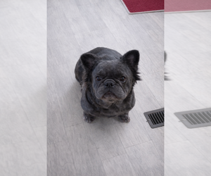 Mother of the French Bulldog puppies born on 01/06/2026