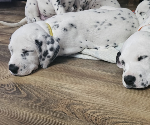 Medium Photo #3 Dalmatian Puppy For Sale in BLOOMFIELD, IN, USA