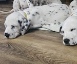 Small #2 Dalmatian