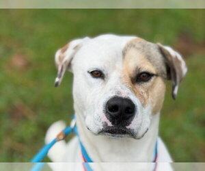 Levi - Male American Foxhound-Boxer Mix Dog for Adoption - Photo #2
