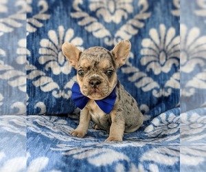 French Bulldog Puppy for sale in QUARRYVILLE, PA, USA