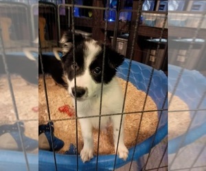 Border Collie Puppy for sale in MILES CITY, MT, USA
