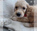 Small Photo #5 Goldendoodle Puppy For Sale in WEST, TX, USA