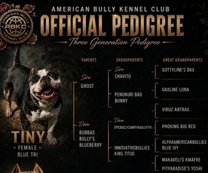 Mother of the American Bully puppies born on 06/18/2026