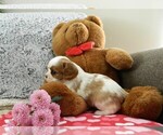 Puppy Bella Cavalier King Charles Spaniel