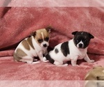 Small Photo #5 Chihuahua Puppy For Sale in MOUNT AIRY, NC, USA