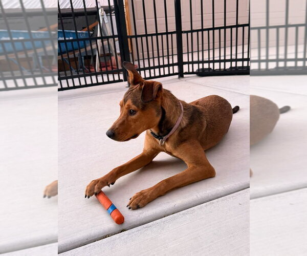 Medium Photo #4 Australian Kelpie-Unknown Mix Puppy For Sale in Salt Lake City, UT, USA