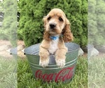 Small #3 Cocker Spaniel