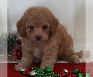 Bichpoo-Poodle (Miniature) Mix Puppy for sale in FREDERICKSBURG, OH, USA