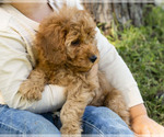 Muffin - Female Golden Cavadoodle Puppy for Sale - Photo #5