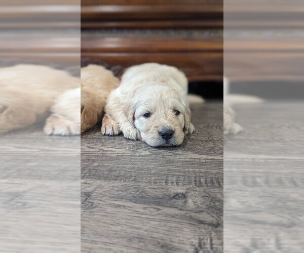 Medium Photo #6 Golden Retriever Puppy For Sale in SACRAMENTO, CA, USA