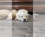 Small #5 Golden Retriever