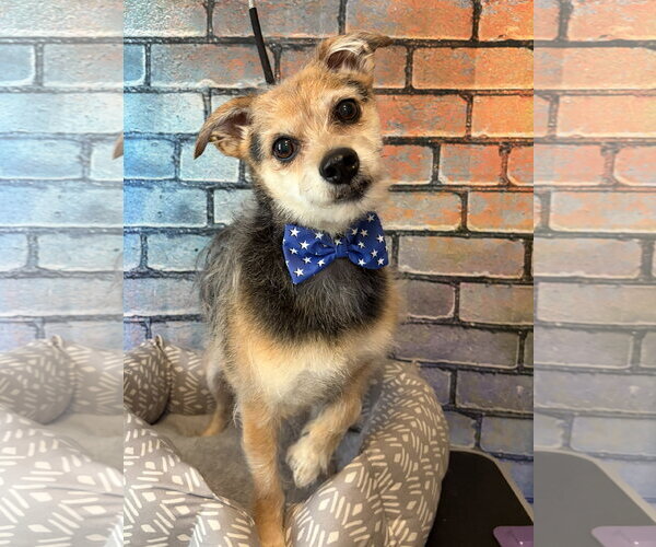Medium Photo #1 Mutt Puppy For Sale in Hillsboro, MO, USA