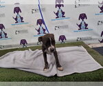 *DOROTHY - Female Mutt Dog for Adoption - Small photo