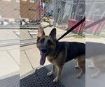 Small German Shepherd Dog