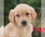 Small #5 Golden Retriever