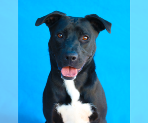 Labrador Retriever-Unknown Mix Dogs for adoption in Pasadena, CA, USA