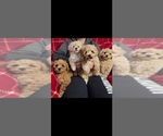 Small Photo #1 Poodle (Toy) Puppy For Sale in RIO LINDA, CA, USA