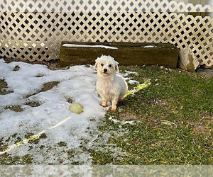 Mother of the Maltese puppies born on 08/19/2023