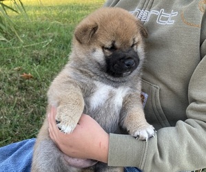 Shiba Inu Puppy for Sale in BLUFORD, Illinois USA