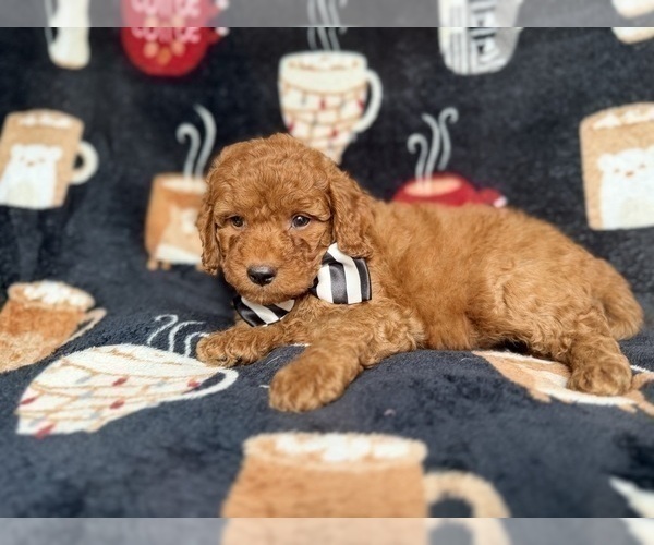 Medium Photo #7 Cockapoo (Miniature) Puppy For Sale in LAKELAND, FL, USA