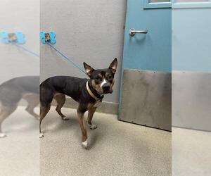 American Pit Bull Terrier-Unknown Mix Dogs for adoption in Las Vegas, NV, USA