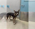 Small American Pit Bull Terrier Mix