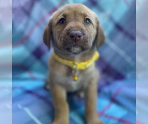 Medium Photo #1 Labrador Retriever-Unknown Mix Puppy For Sale in San Diego, CA, USA