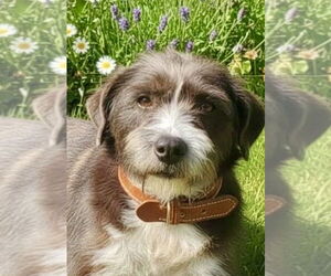 Border Terrier-Unknown Mix Dogs for adoption in San Diego, CA, USA