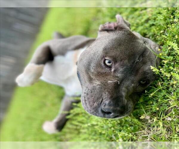 Medium Photo #2 Mutt Puppy For Sale in Tulsa, OK, USA