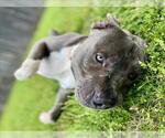 Small #1 Mutt