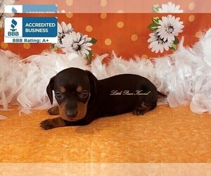 Dachshund Puppy for sale in WINNSBORO, LA, USA